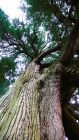 2023年3月30日 宮崎県高千穂町_その8