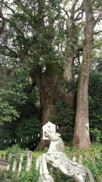 積哲夫の神写 2018年6月28日 大分県別府市「その1」
