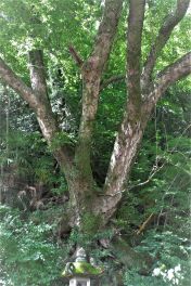 積哲夫の神写 2018年8月2日 大分県玖珠町「その2」