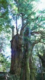 2022年9月30日 熊本県満山神社の金毘羅杉_その1