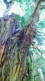 2022年9月30日 熊本県満山神社の金毘羅杉_その2