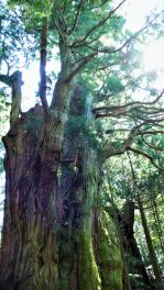 2022年9月30日 熊本県満山神社の金毘羅杉_その3