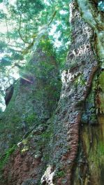 2022年9月30日 熊本県満山神社の金毘羅杉_その4