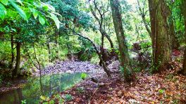 2023年5月19日 大分県宇佐八幡宮_その5