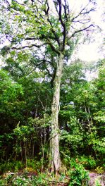 2023年5月19日 大分県宇佐八幡宮_その7