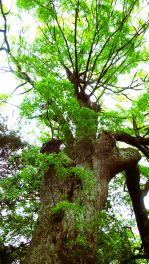 2023年5月19日 大分県宇佐八幡宮_その8