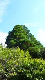 2023年9月29日 大分県日田市_その5