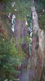 積哲夫の神写 2018年7月23日 高知県大豊町「その2」