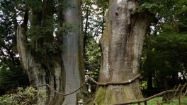 積哲夫の神写 2018年7月23日 高知県大豊町「その4」