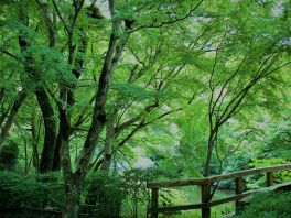 積哲夫の神写2010年8月29日　大分県　湯布院