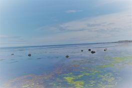 積哲夫の神写2010年7月2日 北海道 稚内「その1」