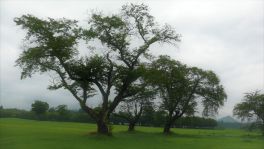 積哲夫の神写2010年7月31日　秋田県　大湯環状列石「その11」