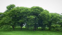 積哲夫の神写2010年7月31日　秋田県　大湯環状列石「その13」