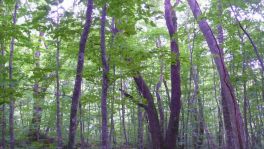 積哲夫の神写2010年8月1日　青森県　奥入瀬「その2」