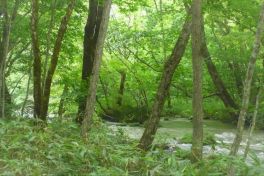 積哲夫の神写2010年8月1日 青森県 奥入瀬「その7」
