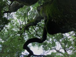 積哲夫の神写2010年8月15日　伊勢「その3」