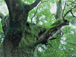積哲夫の神写2010年8月15日　伊勢「その15」