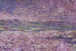 積哲夫の神写2010年9月20日 福島県 五色沼「その5」