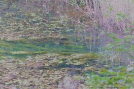 積哲夫の神写2010年9月20日 福島県 五色沼「その6」