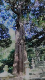 積哲夫の神写2015年10月31日　対馬「その12」